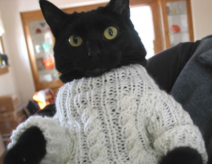 spike-sweater cat wearing a sweater, oh my!