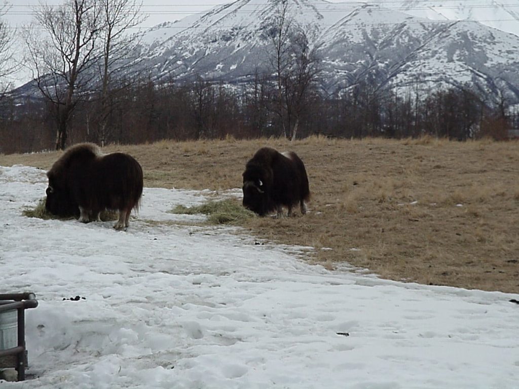 Musk Oxen