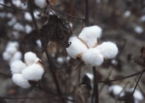 "CottonPlant". Licensed under Public domain via Wikimedia Commons - https://commons.wikimedia.org/wiki/File:CottonPlant.JPG#mediaviewer/File:CottonPlant.JPG
