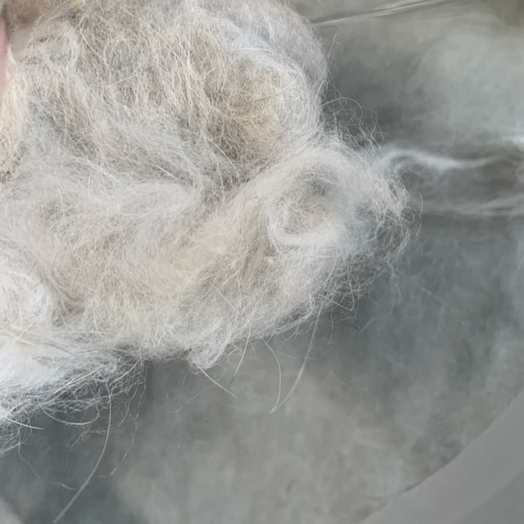 Raw Angora Rabbit Fiber 1oz- Sheeptoshawl.com - Image 6